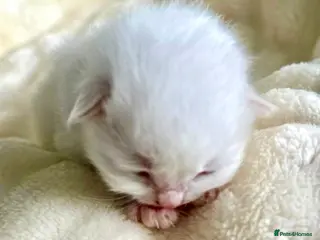 Ragdoll cats ❤️ WAITING LIST NOW OPEN !!!! ❤️ - Advert 2