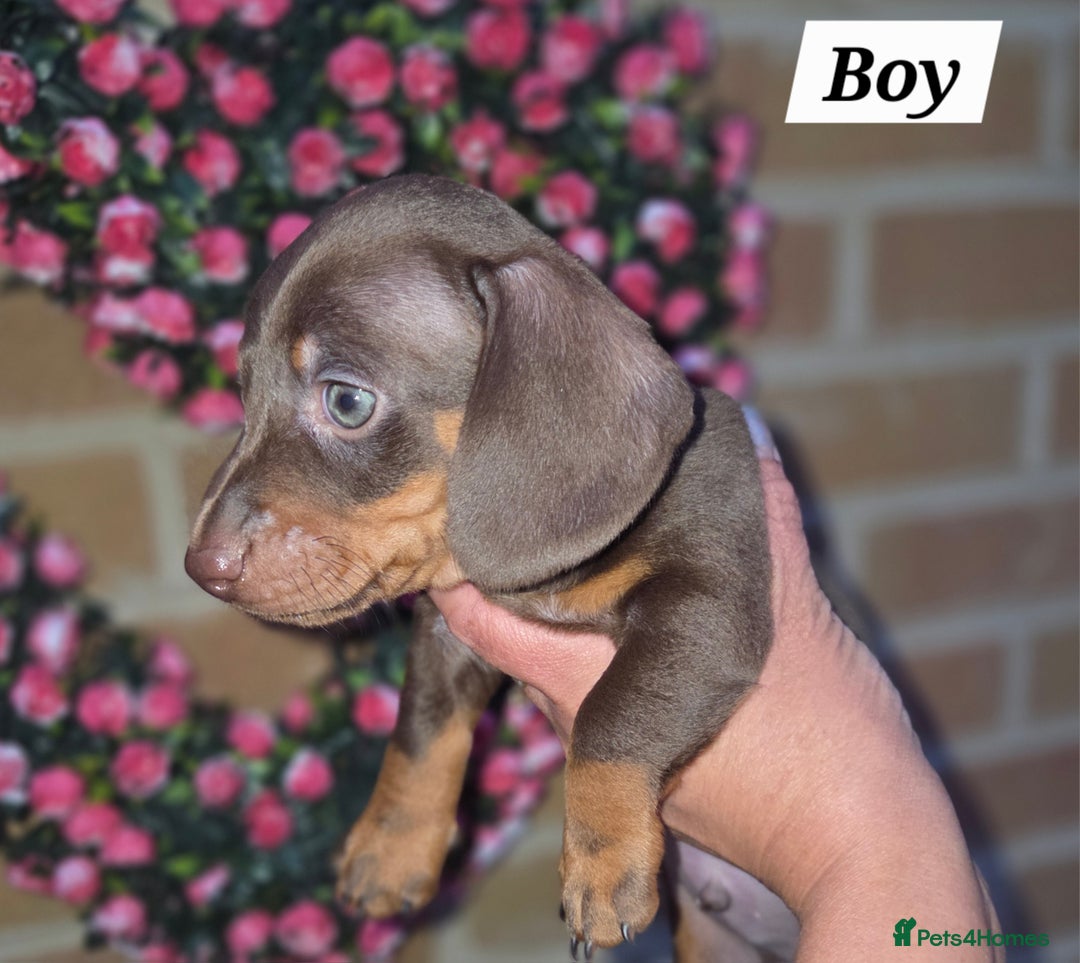 Miniature Dachshund dogs for sale: Kc registered quality mini dachshund puppies - Image 9