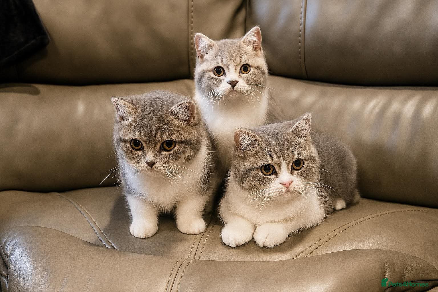 British Shorthair cats Purebred blue/White British Shorthair Kittens - Advert 2
