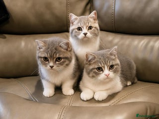 British Shorthair cats - Advert 1