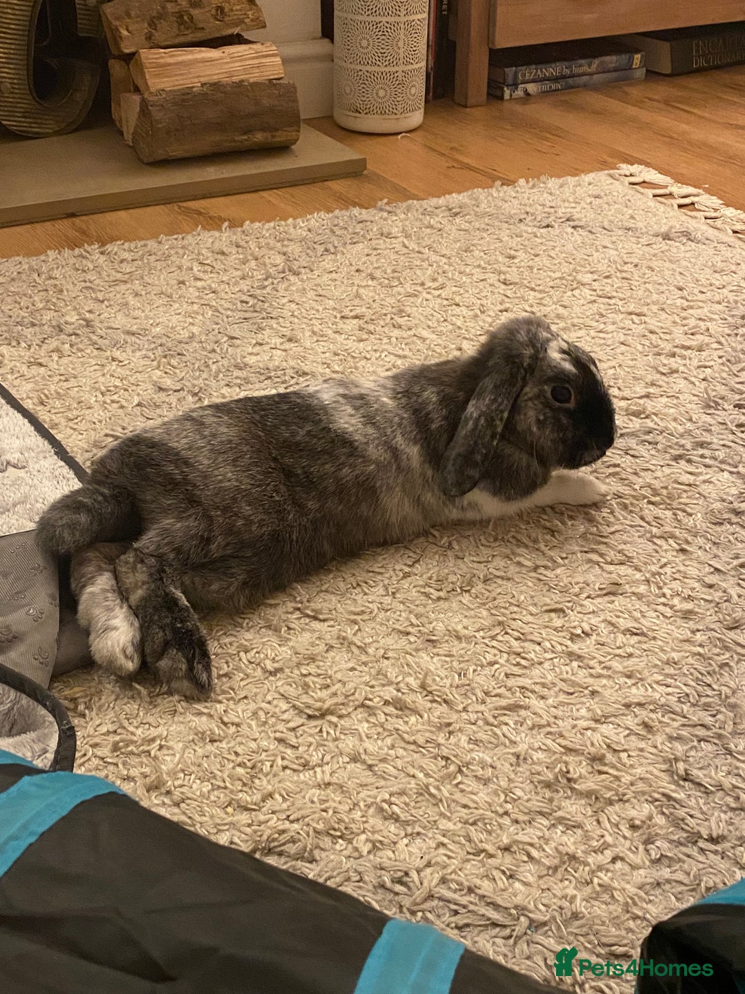 Mixed Breed rabbits for sale: Looking for a forever home! - Advert 3