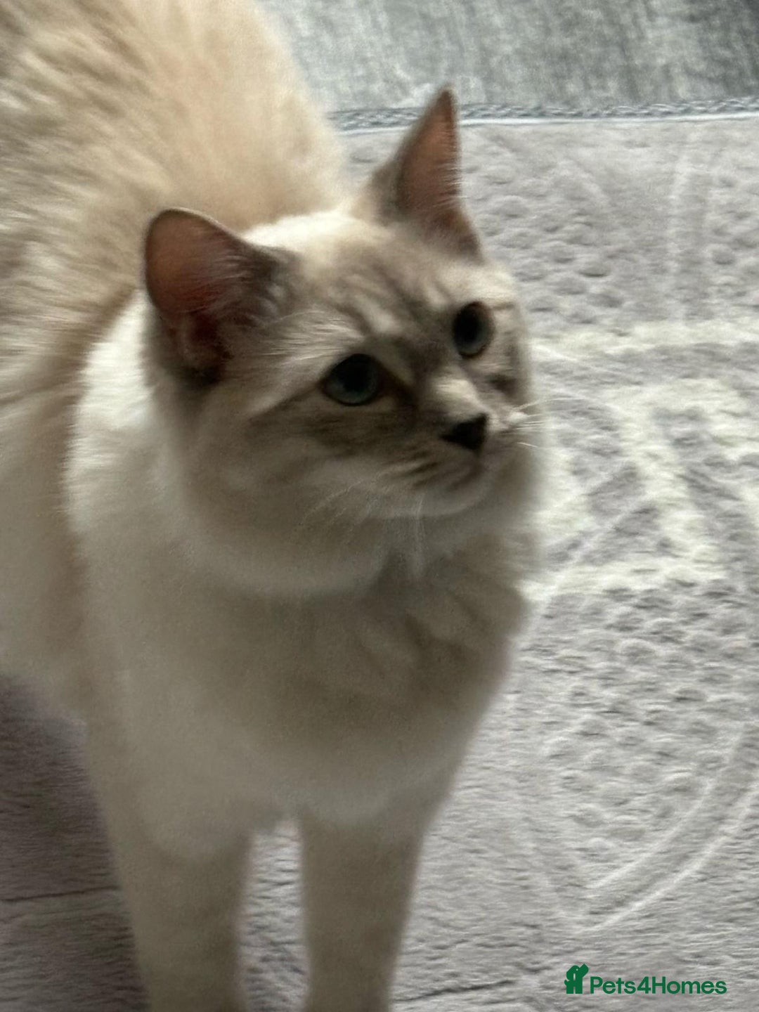 Ragdoll cats for sale: Beautiful lilic linx ragdoll female 16 months - Advert 7