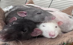 Rat rodents for sale: 5 friendly male rats with cage - Image 1