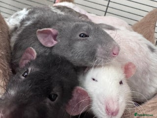 Rat rodents for sale - Advert 1