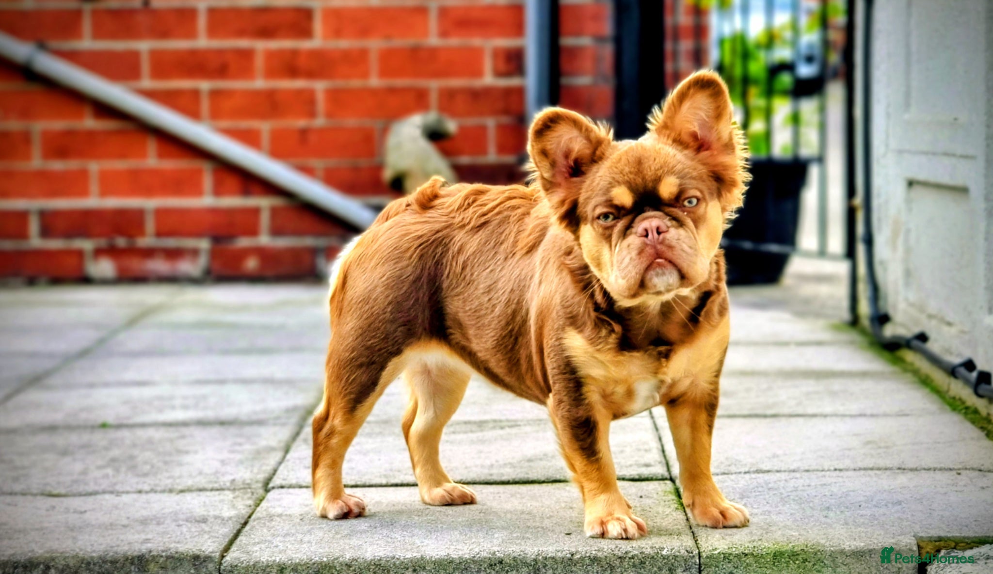 French Bulldog dogs Fluffy French bulldog Rojo Intensity Girl  - Advert 3
