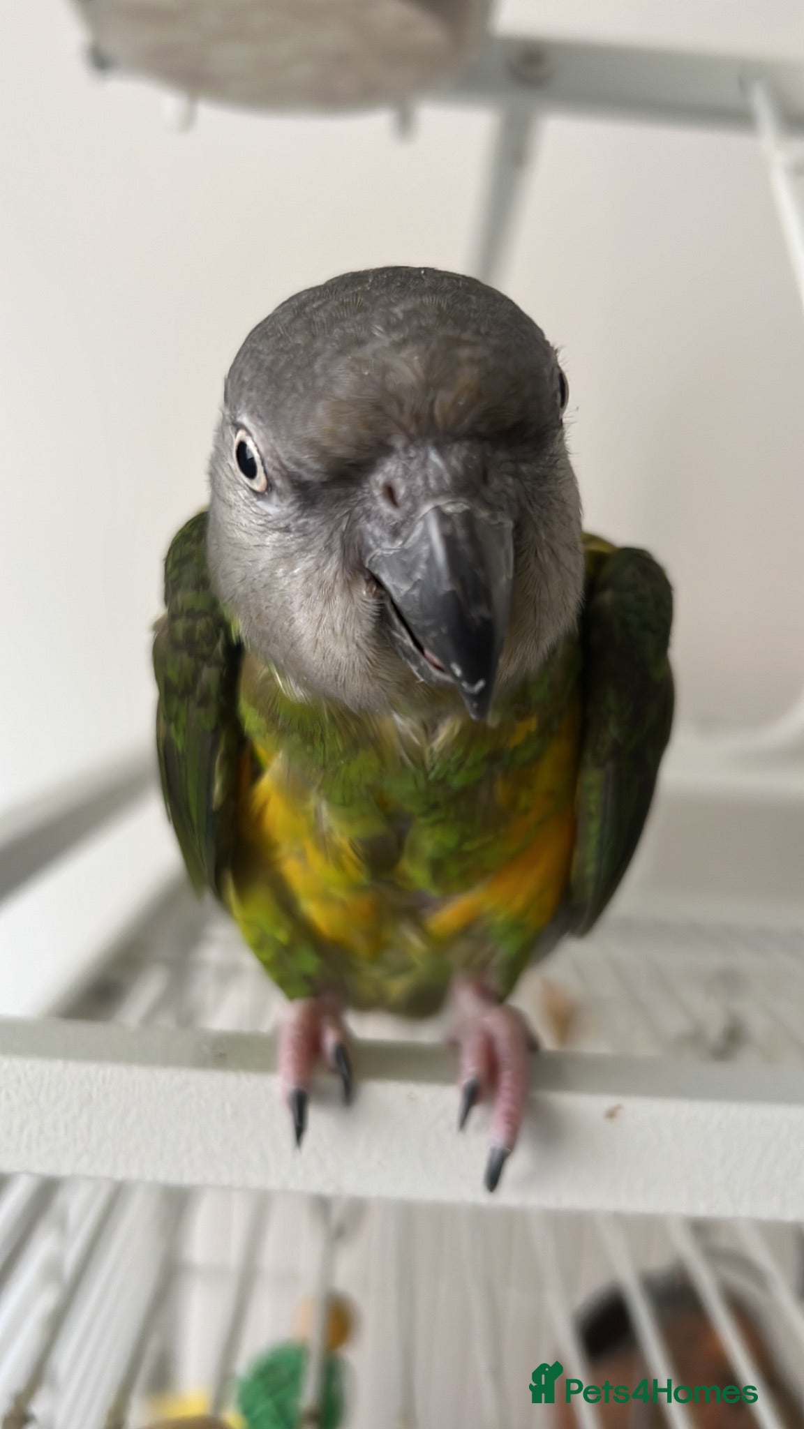 Parrots birds African Senegal  - Advert 7