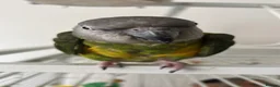 Parrots birds for sale: African Senegal  - Advert 1
