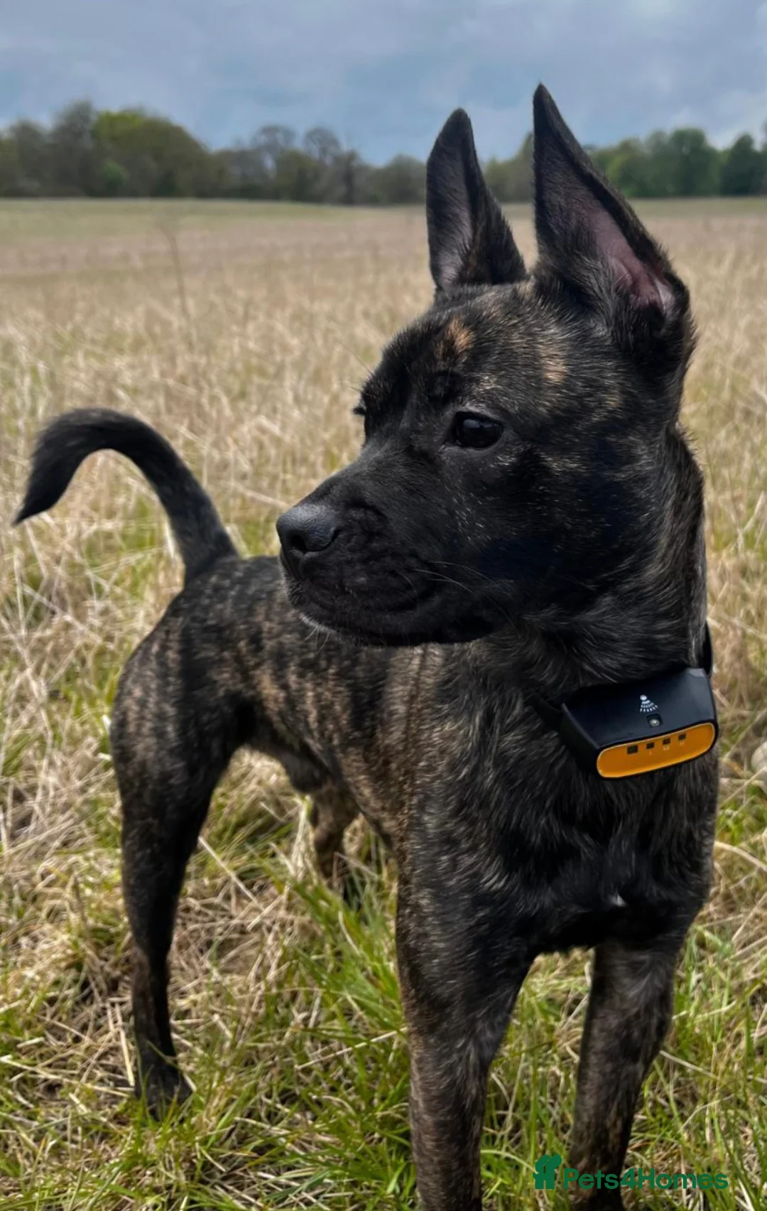 Mixed Breed dogs for sale: Cutie Frenchie Russel - Advert 2