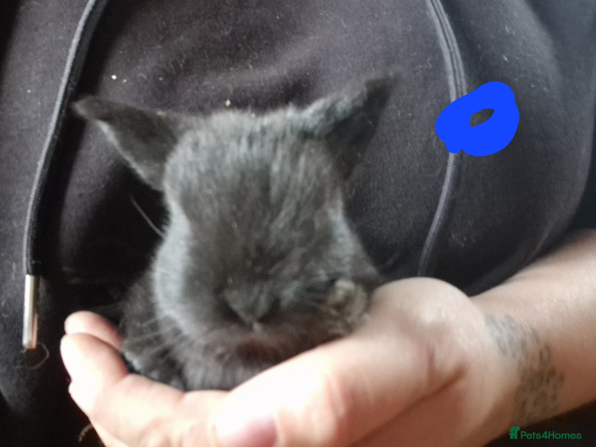 Mini Lop rabbits for sale: Mini lops  - Advert 14