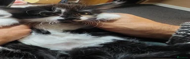 Mixed Breed 1