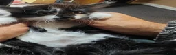 Mixed Breed cats for sale: Kitten  in Worksop - Advert 7