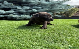 Staffordshire Bull Terrier dogs for sale: Staffordshire bull terrier puppies - Image 7