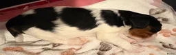 Cavalier King Charles Spaniel dogs for sale: Cavalier King Charls Spaniel in Ellesmere Port - Advert 3