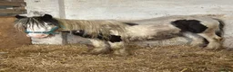 Irish Cob horses for sale: Two cob colts available together or separately  - Advert 4