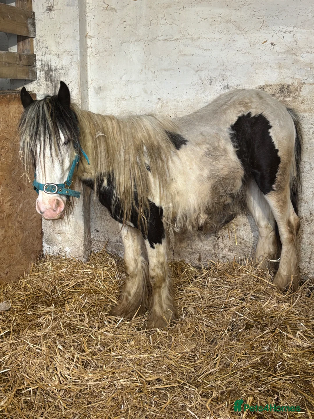 Irish Cob horses for sale: Two cob colts available together or separately  - Advert 4