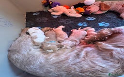 Cockapoo dogs for sale: F1B 5 STAR HEALTH CHECKED STUNNING COCKERPOOS  - Image 2