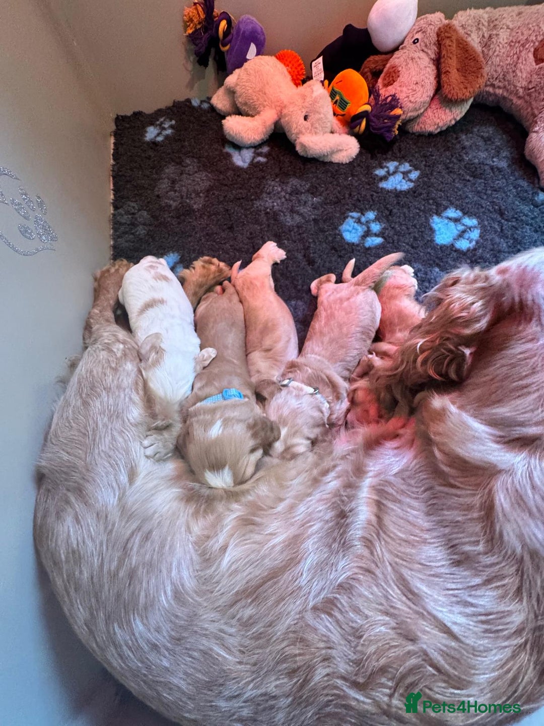 Cockapoo dogs for sale: F1B 5 STAR HEALTH CHECKED STUNNING COCKERPOOS  - Image 2
