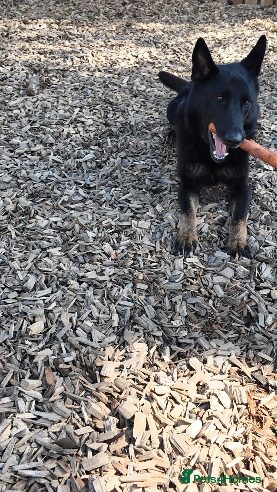 German Shepherd dogs for sale: German Shepard  in Chesterfield - Advert 2