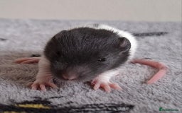 Rat rodents for sale: Baby rats - Image 11