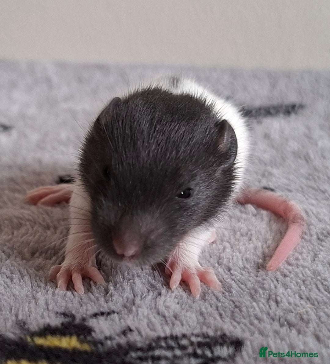 Rat rodents for sale: Baby rats - Image 11