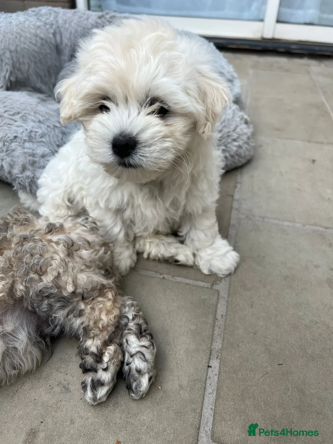 Bichon Frise dogs for sale: 3 bichone frise puppies looking for a new home  in Luton - Advert 15