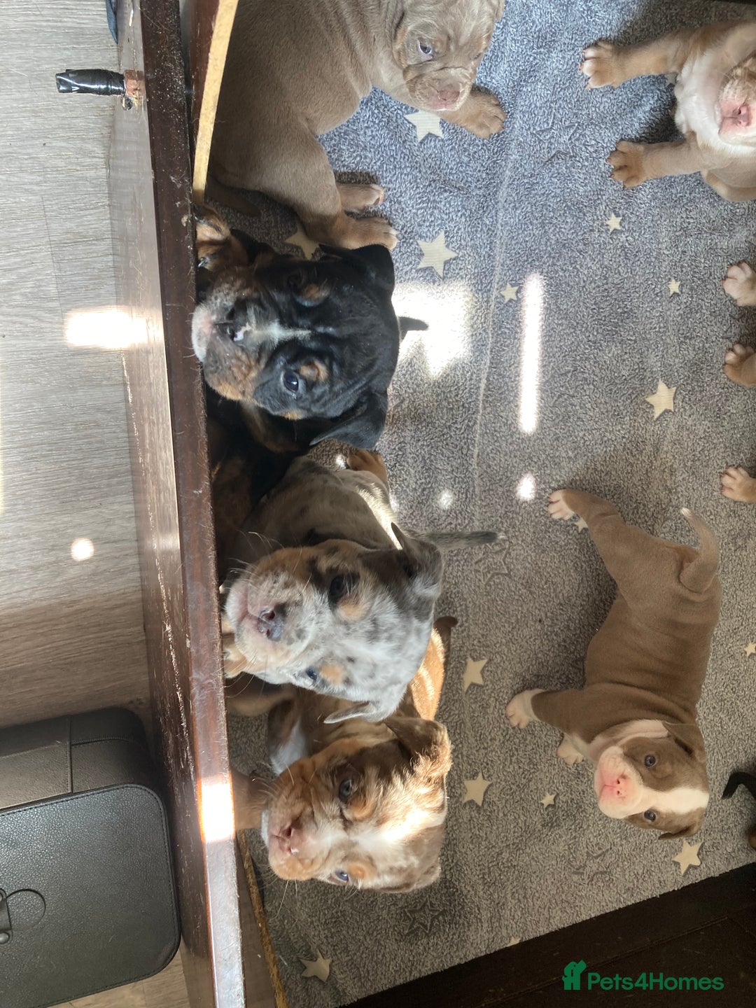 Olde English Bulldogge dogs for sale: Old English bulldog puppies - Image 23