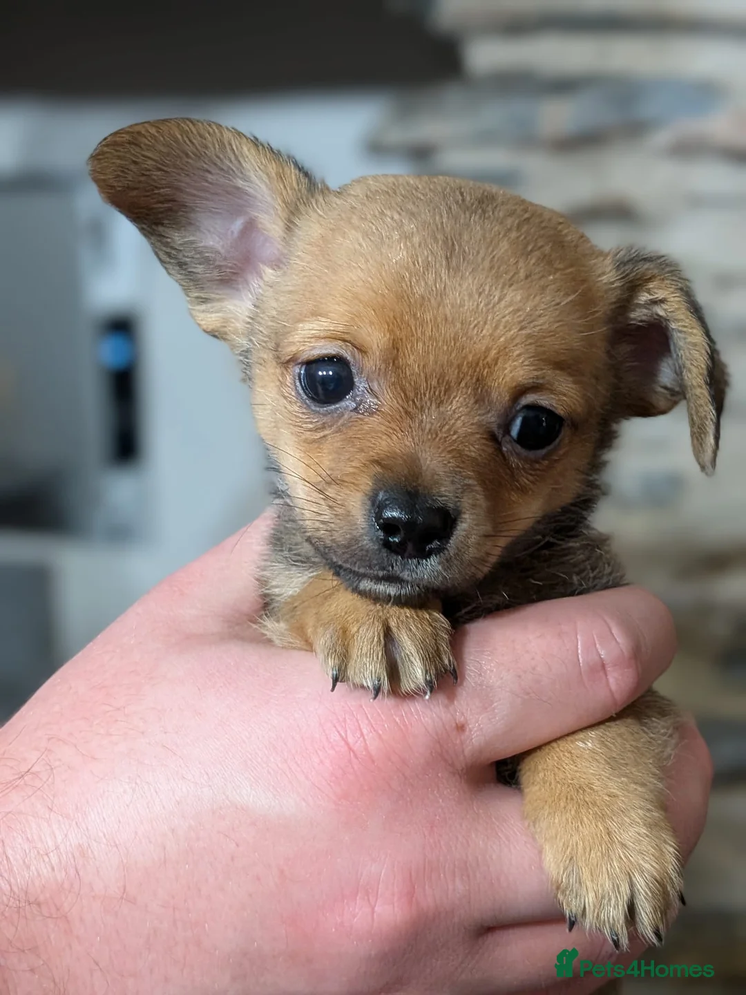 Chiweenie dogs for sale: Two beautiful tiny Chiweenies for sale - Advert 13