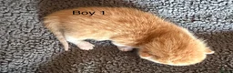 Mixed Breed cats for sale: 3 Gorgeous Kittens in Cardiff - Advert 3