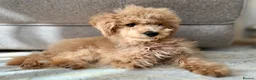 Toy Poodle dogs for sale: Beautiful Toy Poodle Puppy (4 months) in Glasgow - Advert 1