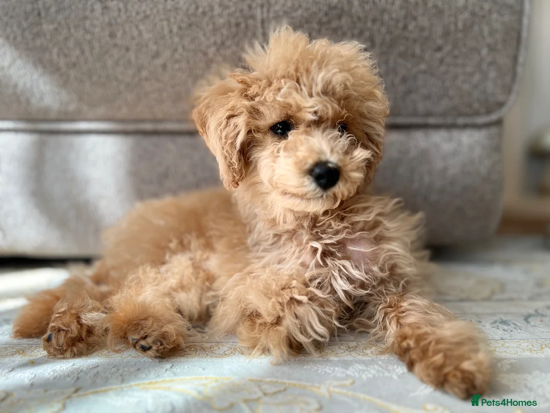 Toy Poodle dogs for sale: Beautiful Toy Poodle Puppy (4 months) in Glasgow - Advert 1