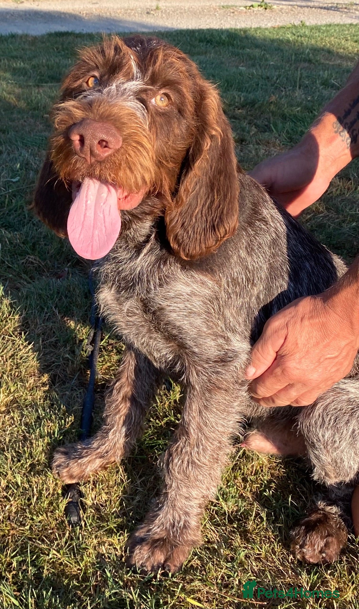 German Wirehaired Pointer dogs KC Registered German Wirehaired Pointer Puppies - Advert 1