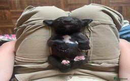 Whippet dogs for sale: The best puppies ever! - Image 20