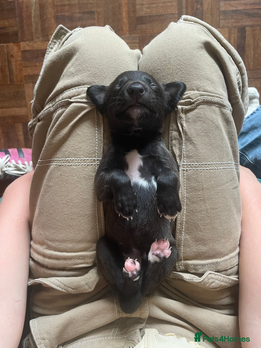 Whippet dogs for sale: The best puppies ever! - Image 20