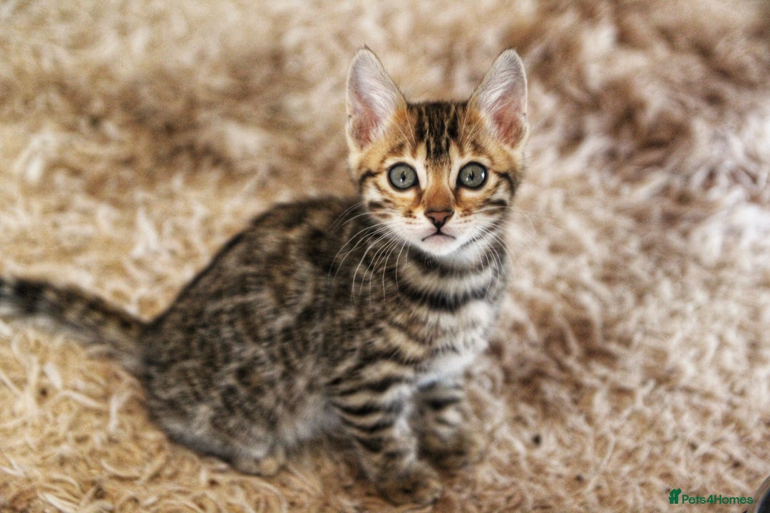 Bengal cats for sale: 🤎 WORLD CLASS BENGAL KITTENS 🤎 - Image 17