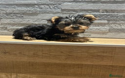Yorkshire Terrier dogs for sale: Stunning tiny boy  - Image 4
