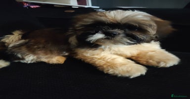 Shih Tzu dogs - Advert 6