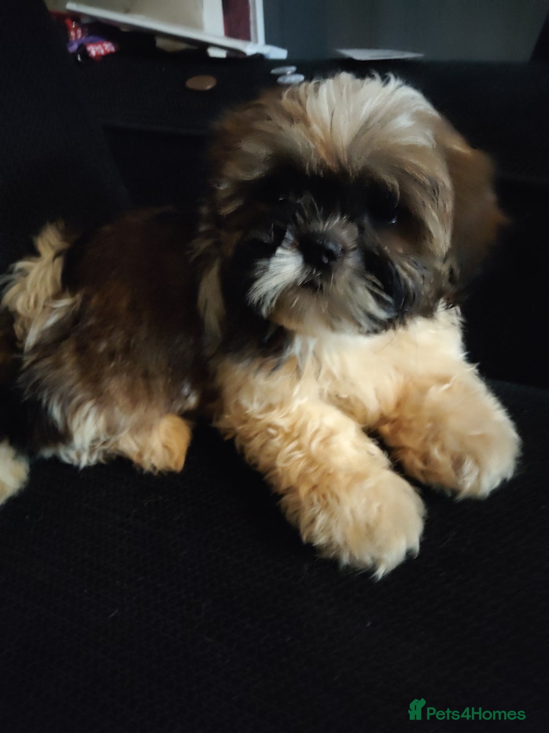 Shih Tzu dogs for sale: Half Imperial Shihtzu Pups (Karashishi Lines)  - Image 4