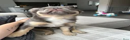 French Bulldog dogs for sale: Archie’s looking for a new home  - Advert 3