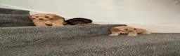 Cavapoo dogs for sale:  Mini Cavapoo puppies  - Advert 9