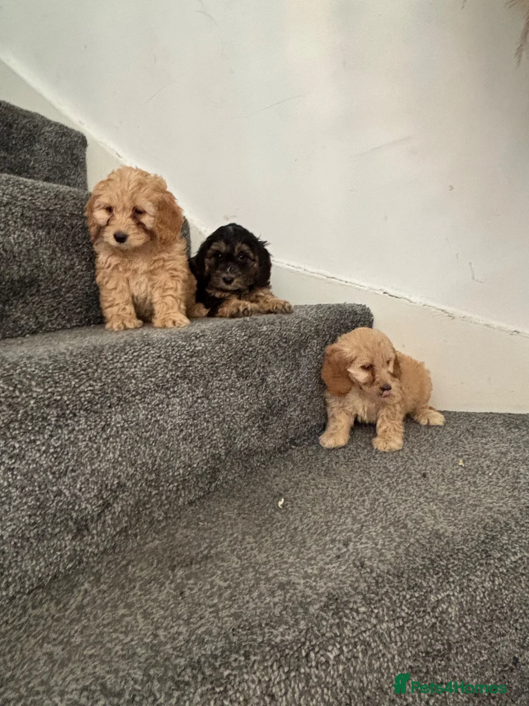 Cavapoo dogs for sale:  Mini Cavapoo puppies  - Advert 9