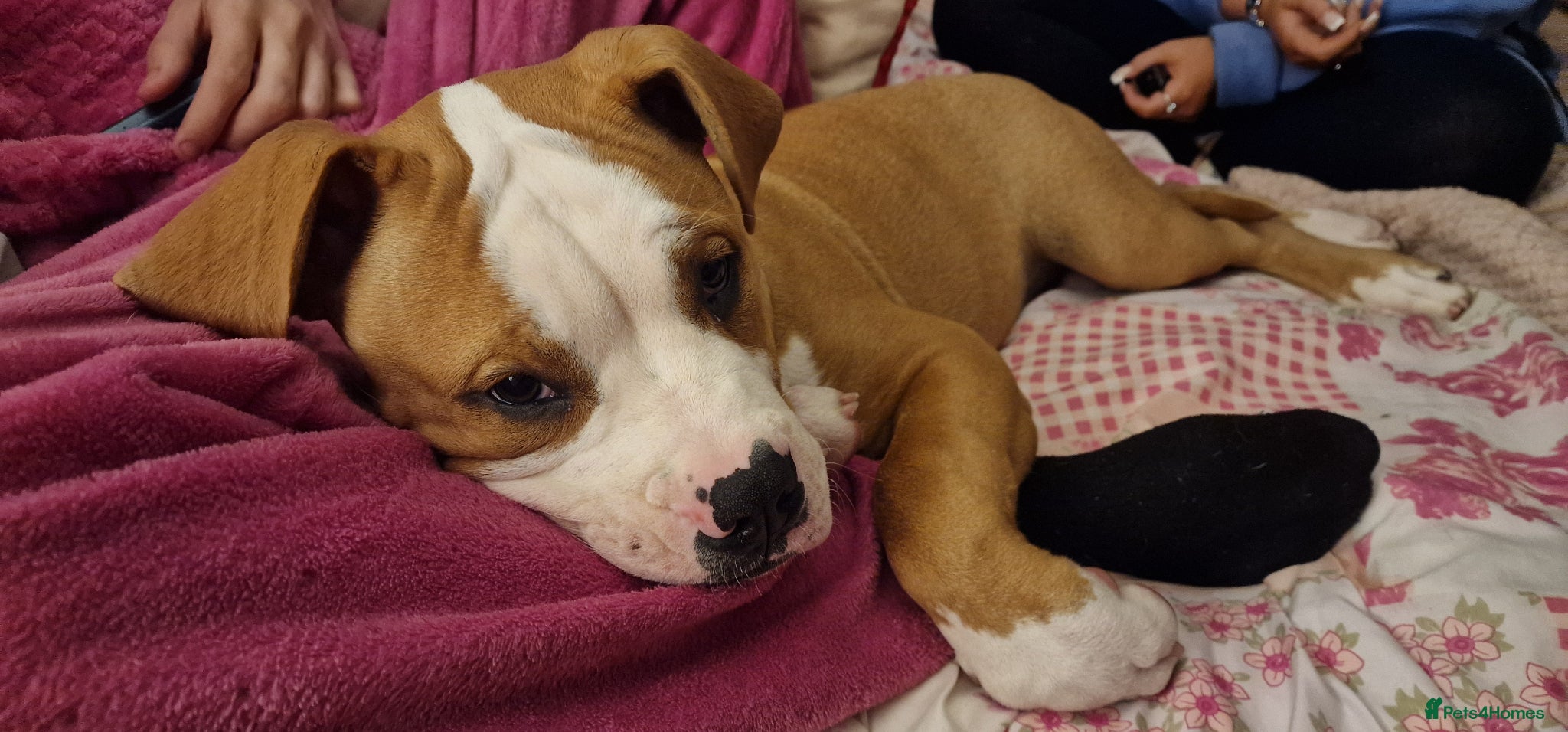 American Bulldog dogs American Bulldog boy puppy - Advert 10