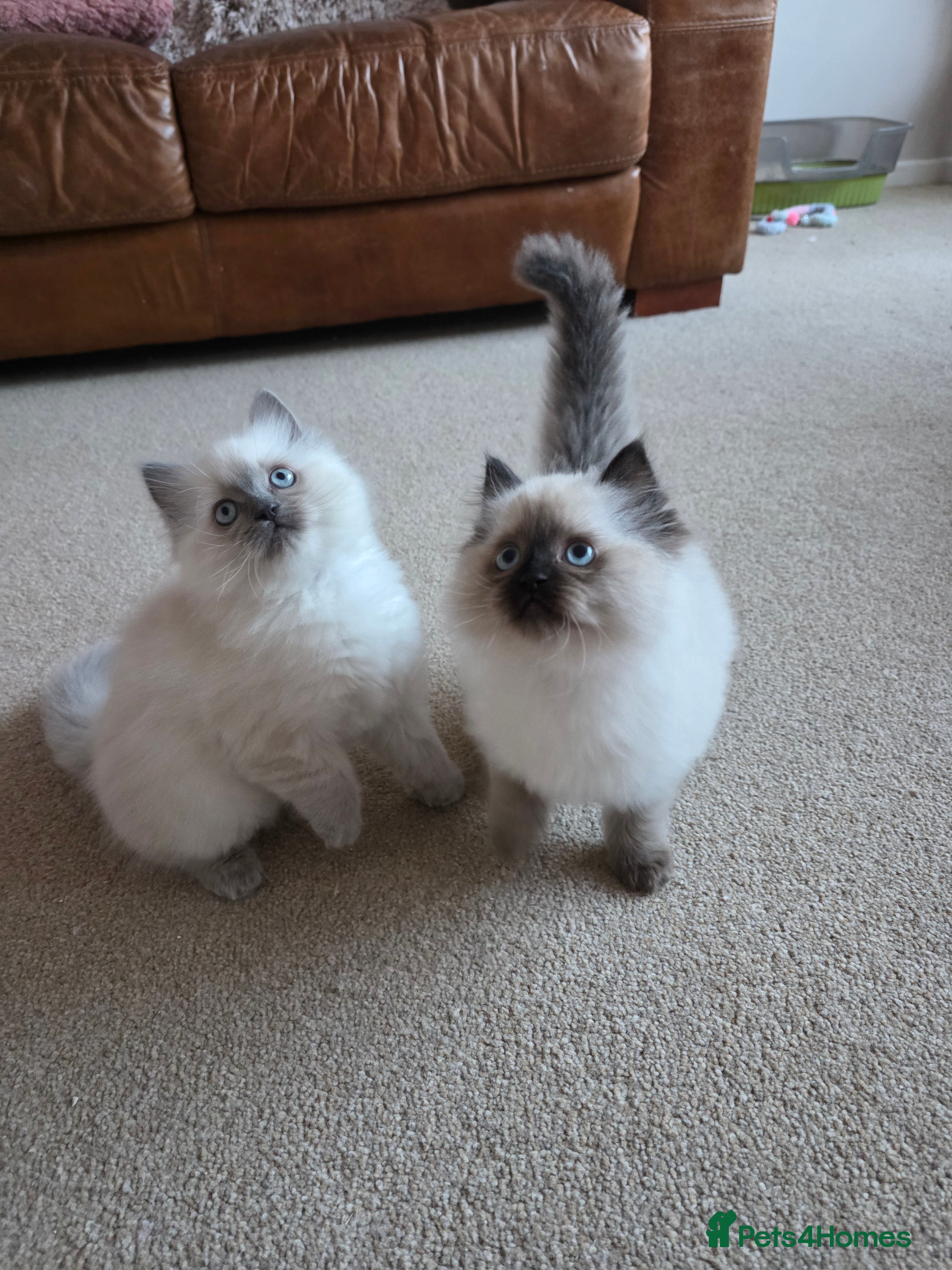 Ragdoll cats Adorable Ragdoll Kittens Ready Now - Advert 6