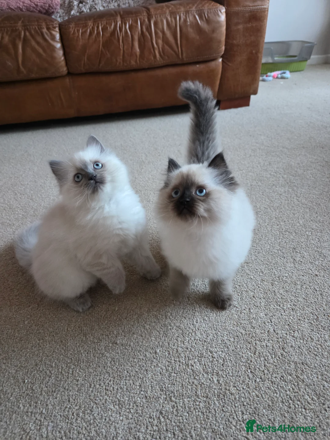 Ragdoll cats for sale: Adorable Ragdoll Kittens Ready Now - Advert 1