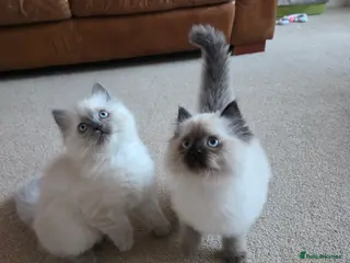 Ragdoll cats Adorable Ragdoll Kittens Ready Now - Advert 6