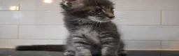 Maine Coon cats for sale: READY FOR COLLECTION  TICA registered kittens - Advert 33