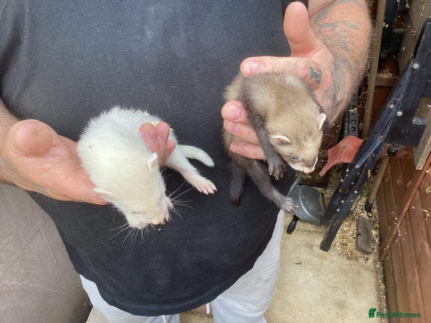 Ferret rodents - Advert 1