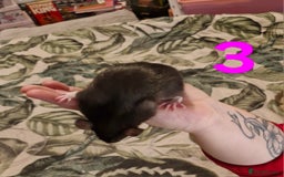 Rat rodents for sale: 9 beautiful girls - Image 9