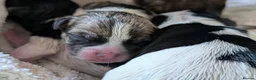 Mixed Breed dogs for sale: Mixed Breed Puppies  in Ashford - Advert 20