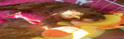 Cavapoo dogs for sale: F1 Fox red cavapoo  girls available 🐶 - Advert 4