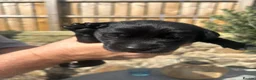Labrador Retriever dogs for sale: Labrador puppies- TWO BOYS AVAILABLE  - Advert 29